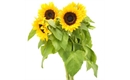 Picture of Essex Sunflowers