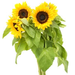 Picture of Essex Sunflowers