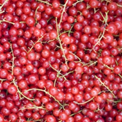 Picture of Fresh Redcurrants