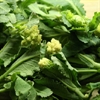 Picture of White Sprouting Broccoli 