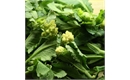 Picture of White Sprouting Broccoli 