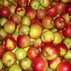 Picture of Jonagold Apples