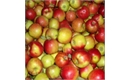 Picture of Jonagold Apples