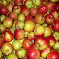 Picture of Jonagold Apples