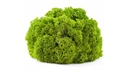 Picture of Lollo Blondo Lettuce