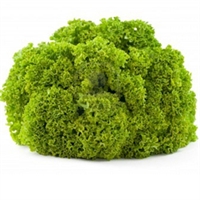 Picture of Lollo Blondo Lettuce