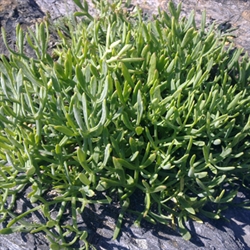 Picture of Rock Samphire (100g)