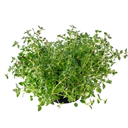 Picture of Common Thyme Plant, Potted