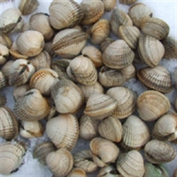 Picture of Cockles