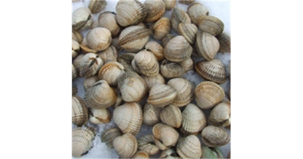 Cockles. Farm Direct