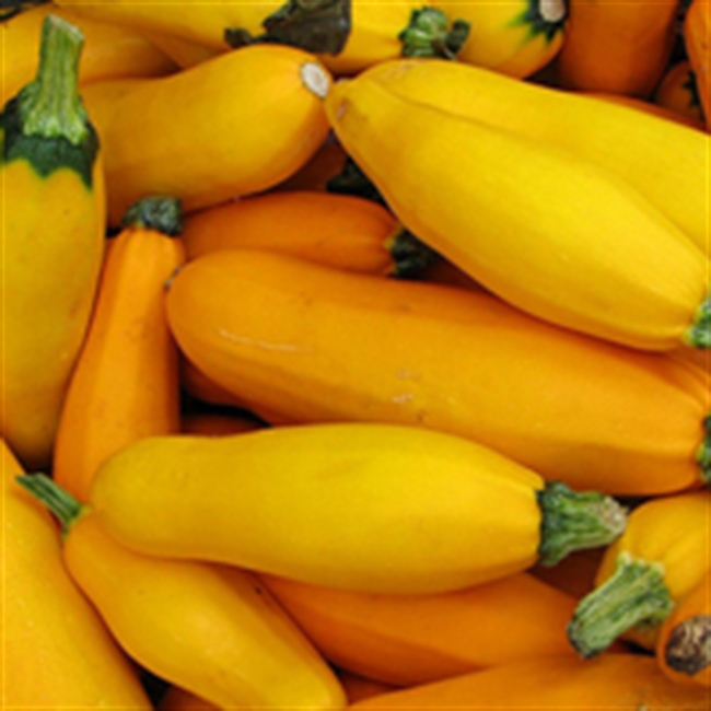 Farm Direct. Yellow Courgettes