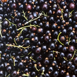 Picture of Fresh Blackcurrants