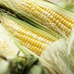 Picture of Large Sweetcorn