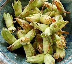 Picture of Fresh Cobnuts