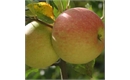 Picture of James Grieves Apples