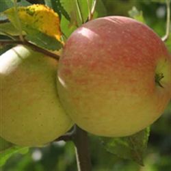 Picture of James Grieves Apples