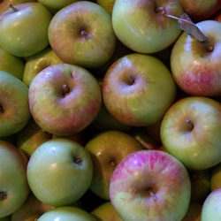 Picture of Laxton Fortune Apples