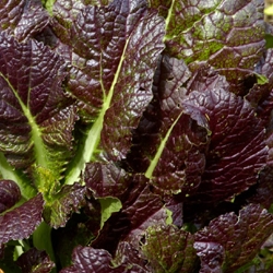 Picture of Red Mustard Leaves (100g)