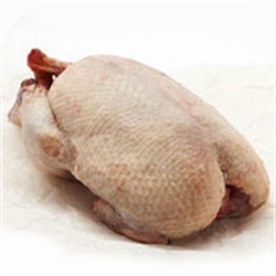 Picture of Whole Mallard (approx 450g)