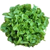 Picture of Green Oak leaf Lettuce