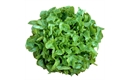 Picture of Green Oak leaf Lettuce