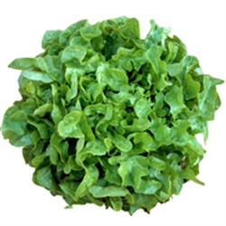 Picture of Green Oak leaf Lettuce