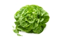 Picture of Butterhead Lettuce