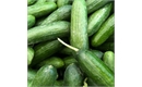 Picture of Mini Cucumber