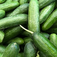 Picture of Mini Cucumber