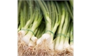 Picture of Spring Onions (bunched)
