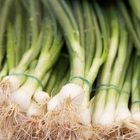 Picture of Spring Onions (bunched)