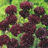 Picture of Purple Cornflowers (Bunch)