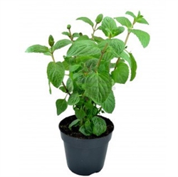 Picture of Mint Plant, Potted