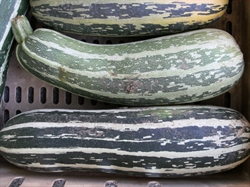 Picture of Whole Marrow
