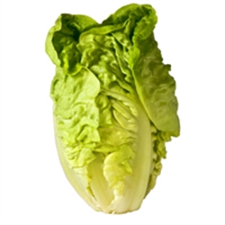 Picture of Cos Lettuce