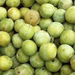 Picture of Kentish Greengages