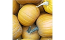Picture of Whole Pumpkin