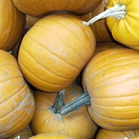 Picture of Whole Pumpkin