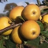 Picture of Russet Apples
