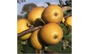 Picture of Russet Apples