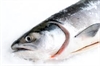 Picture of Whole Fresh Salmon