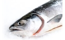 Picture of Whole Fresh Salmon