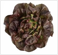 Picture of Red Butterhead Lettuce