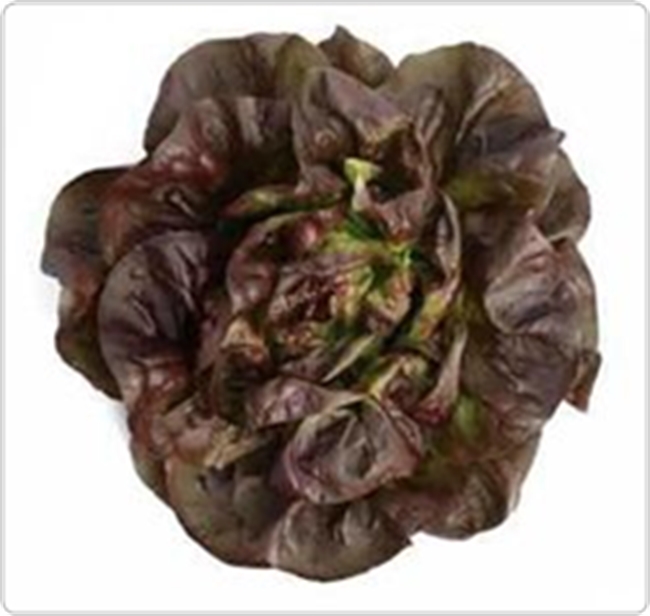 Red Butterhead Lettuce Farm Direct