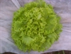 Picture of Green Batavia Lettuce
