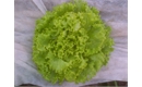 Picture of Green Batavia Lettuce