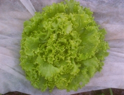 Picture of Green Batavia Lettuce