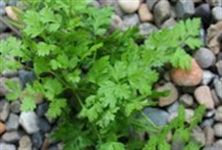 Picture of Flat Leaf Parsley Plant, Potted