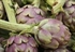 5 x Baby Purple Artichoke