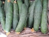 Picture of Ridge Cucumber